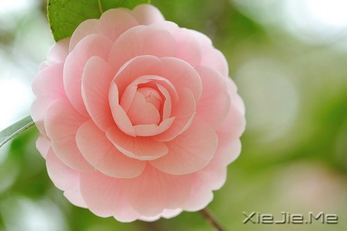 早安心语：不忘初心，方得始终 (1)