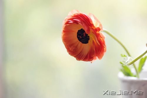 早安心语：坚持需要勇气，重新来过更是如此 (1)