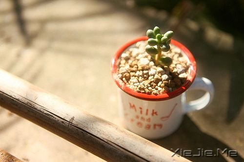 早安心语：不要苛求别人，也不要埋怨自己 (8)